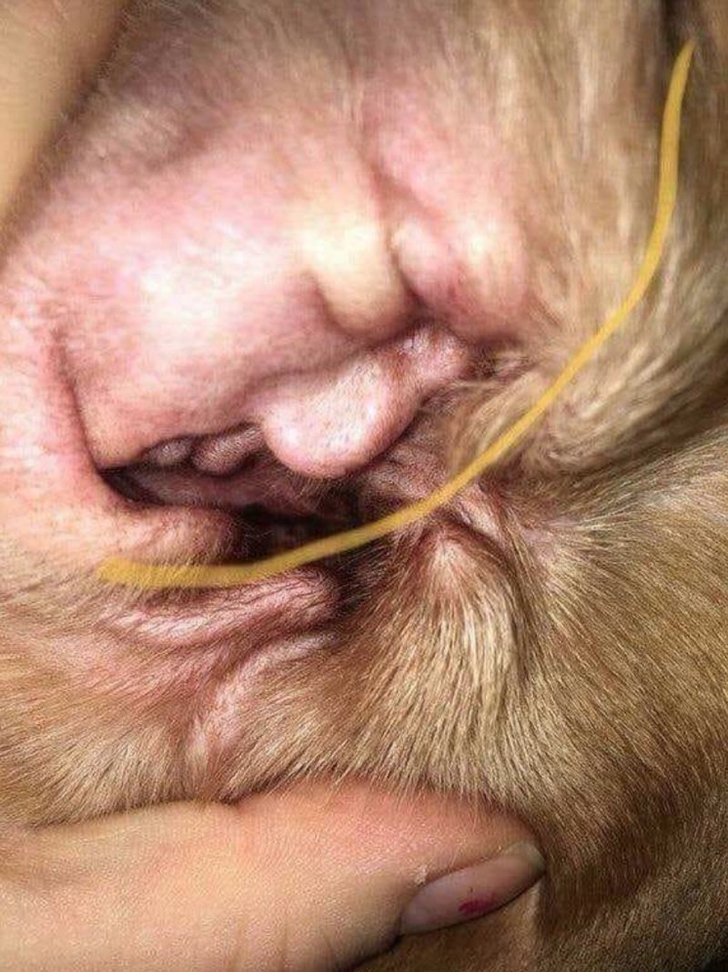 Donald Trump i hundöra Donald Trump i hundöra